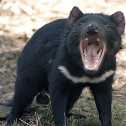 Animal